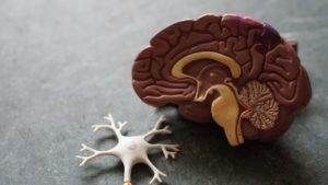 myelin sheath protects brain cells