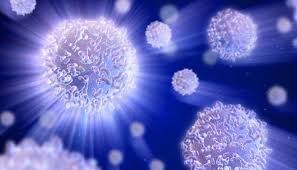 white blood cells