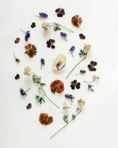 herbs for allergies