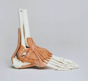anatomy of the foot