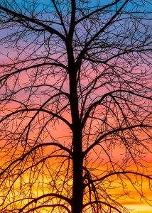 ben biao TCM theory tree branches