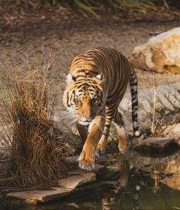 Chinese New Year 2022 Year of the Tiger