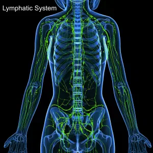 the lymphatic system inside the body