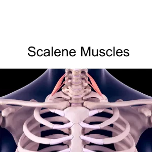scalene muscles attach the neck to the top ribs