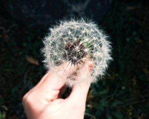 How to Treat Allergy With Acupuncture and TCM  Art of Wellness Acupuncture  & Traditional Chinese Medicine (TCM) | Acupuncture in Los Angeles, CA;  Acupuncture in West Los Angeles, CA; Acupuncture in