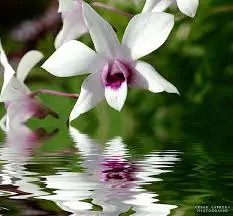orchid-reflection