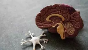 Neuron surrounded by mylin sheath near brain