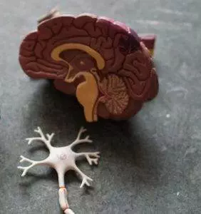 cranial nerve brain