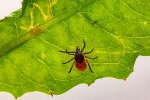 Lyme disease tick