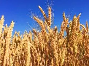 wheat allergy food allergies