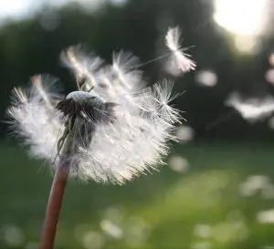 hay fever, seasonal allergies, pollen