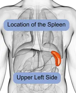 enlarged spleen