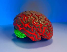 brain model